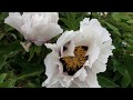 How to Grow Tree Peonies - Peony Rockii and Others