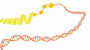 Quel pourcentage du génome l'ensemble des gènes humains Occupe-t-il ?