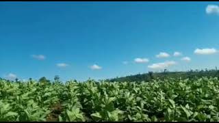Story Honda Astrea Grand Bulus //sepenggal