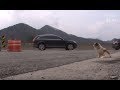 Dog Left To Die In The Middle Of An Expressway | Animal in Crisis EP26