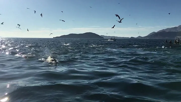 Dolphin feeding frenzy in Baja California, Mexico