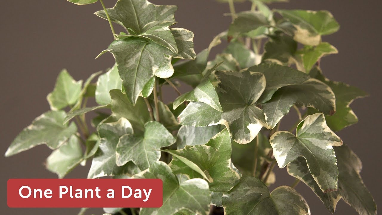 Hedera helix English Ivy 6