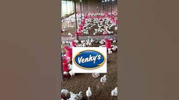 top 5 contract poultry farming company #chicken #poultry