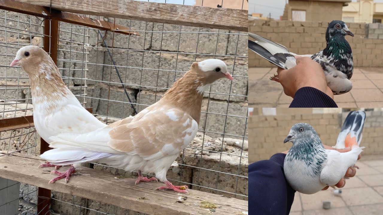 صيد اليوم✌️ صيد 4 💪 اليوم الفيديو فول اكشن ❤️❤️