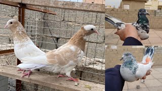 صيد اليوم✌️ صيد 4 💪 اليوم الفيديو فول اكشن ❤️❤️