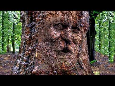 Βίντεο: Πληροφορίες για επεμβατικές ρίζες δέντρων - Μάθετε για τα δέντρα με επεμβατικές ρίζες