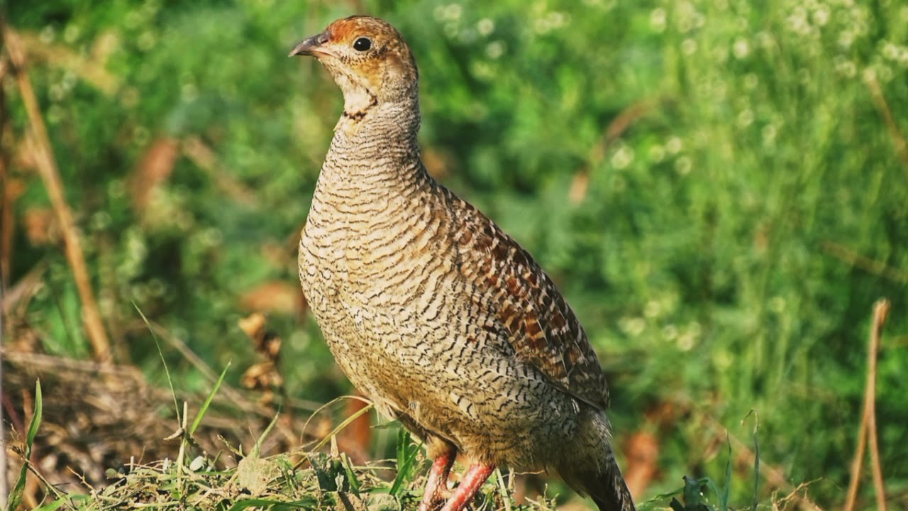 Grey Francolin Sound 20 Minutes   Teetar Ki Awaz   Teetar Voice