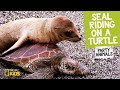 Turtle Ride and Seal's Adventure