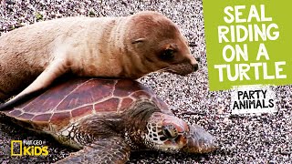 Seal Riding on a Turtle feat. Parry Gripp (Music Video) 🐢 | Party Animals