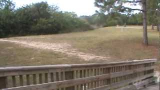 Bradenton Fl Tawny Raspberry Crazy Ants 1 Of 2