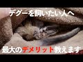 デグー(degu)最大のデメリット！何度も言います！というか言わせて下さい