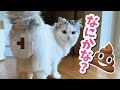 【大事件！？】アレをつけたまま逃走する猫が大変すぎた【おしゃべりする猫】 【猫アテレコ】