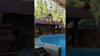 best bgt pertunjukan Dolphin disini 🐬17825Tamansafariindonesia#Showdolphin#youtubeshorts