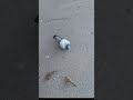Sasmi Milan Birds November 10, 2025 #travel #shortsvideo  #swisscity #cave  #tunnel #shorts