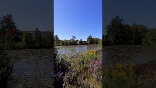 🏡 From $399,900*: Tour Black Creek Bungalows