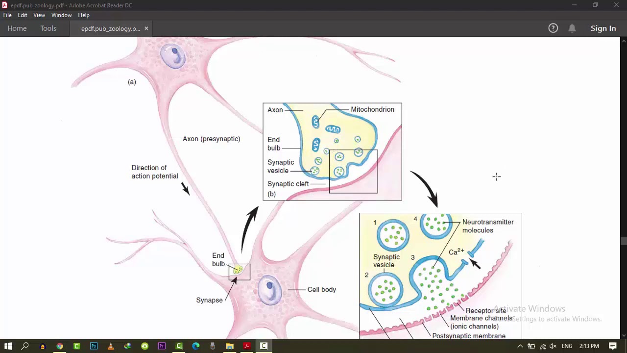 TRANSMISSION OF ACTION POTENTIAL - YouTube