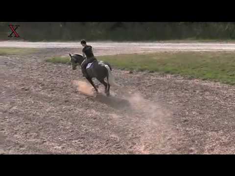 Connor From Exmoor Eventing