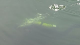 Płetwonurek Zaczepia Żyłkę Podczas Wędkowania Jezioro Łagowskie Nurkowanie Wędkarstwo 