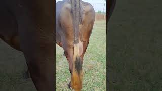22lt dhud hamre dairy mai #lifeisbutadream #cows #milkeyway #explore #shorts #youtubeshorts #dairy