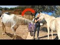 Paard met dood veulen in dichtgetimmerde stal gevonden | Los Caballos Luna #07
