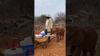 The Real Purpose of Collecting Elephant Milk