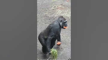 The little monkey grabbed the mouse and ran away 12 lakh Likes 20,88,22,387 Views 2023