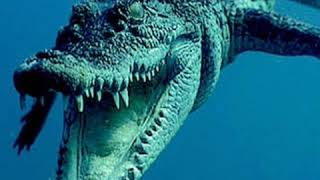 African Crocodile Roar