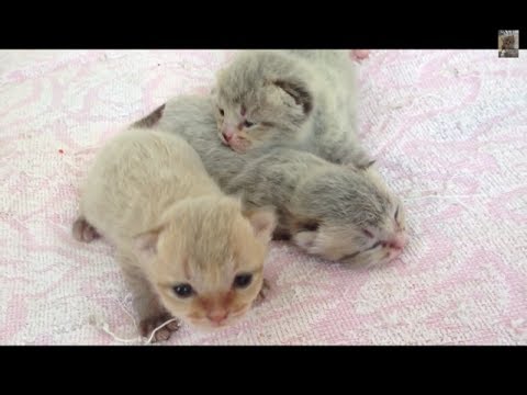 baby cat & jack 首がすわってない産まれたて子猫 newborn kittens