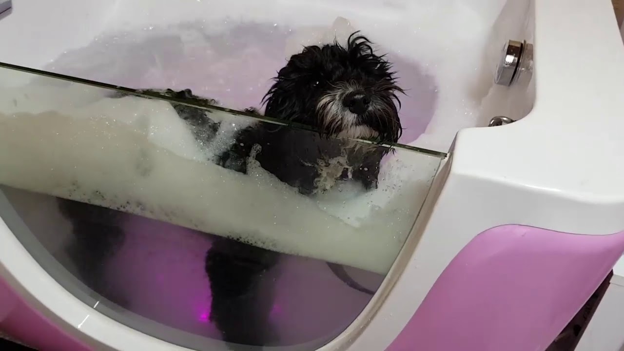 dog jacuzzi spa bath