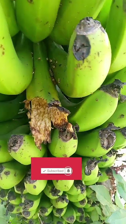 Best banana for ripening/African village life