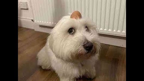 shitpost memes compilation 9