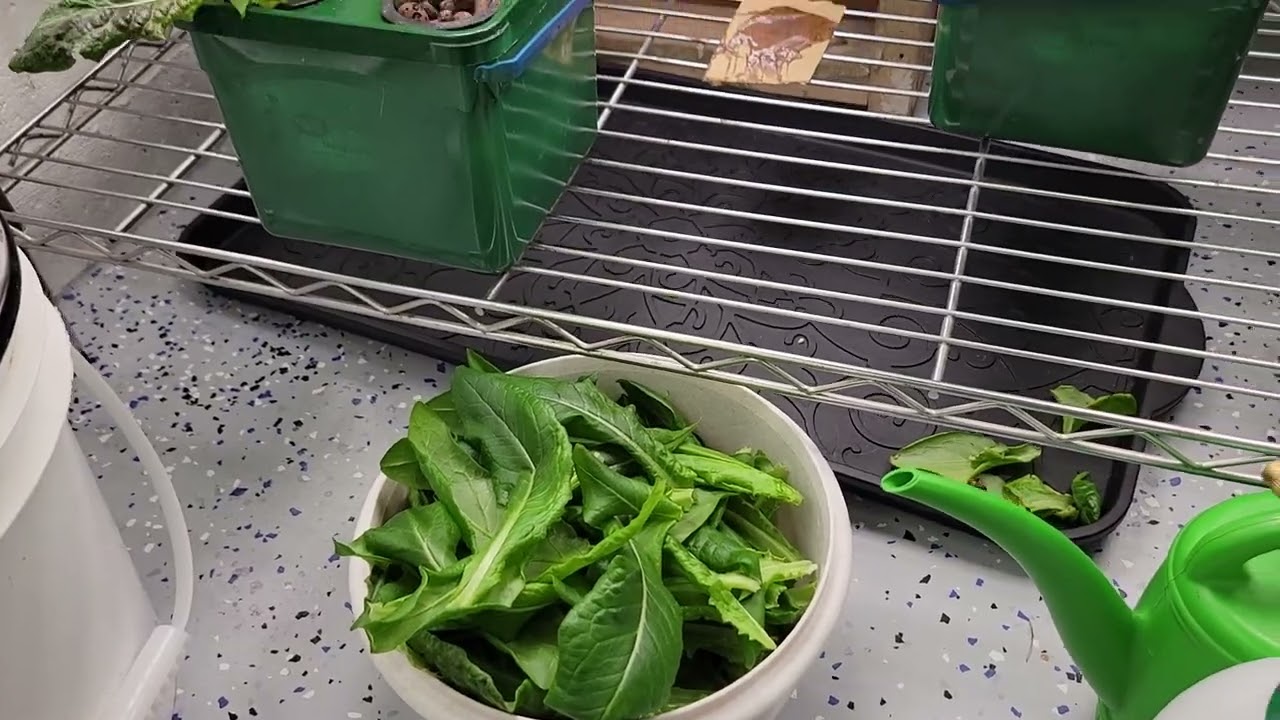 02-28-26 Hydroponic Lettuce Update