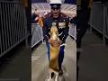 🐶🏟️ In a stadium crowd, he hears Dad and sprints in for the reunion! #dog