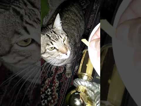 А вот чипсы коты давать не стоит