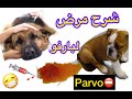 شرح البارفو بالتفصيل الأعراض العلاج الوقاية