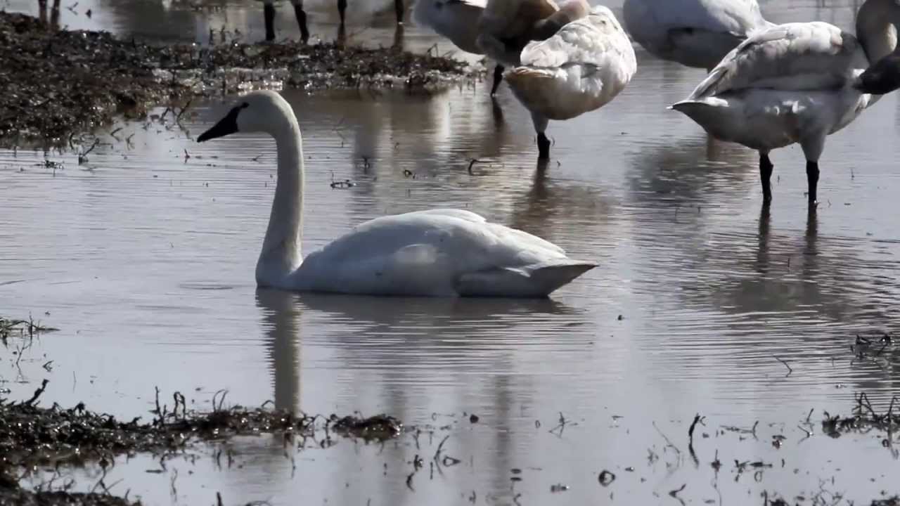 4610-Swan White L.S. 125cm.L – Hansa Creation Inc.