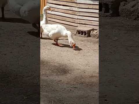 تربيه الوز أو البط البلغاري في العراق