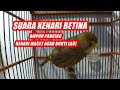 Suara Kenari Betina Memancing Kenari Ampuh Pancing Kenari Macet Bunyi Mp3 - Mp4 Download
