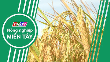 Toàn cảnh Nông nghiệp - 24/11/2025 | Nông nghiệp Miền Tây