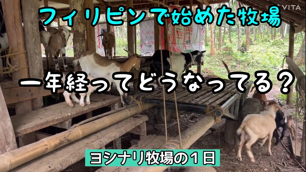 ヨシナリ牧場の現在の状況！