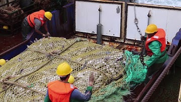 Sea for Yourself - The trawl operation