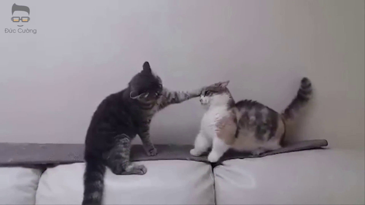 Mèo đánh nhau ngăn chặn thế nào? | PetshopSaigon.vn