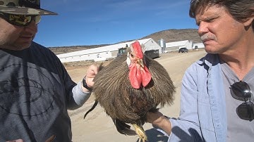 All you need to know about Coq De Leon - WHITING FARMS