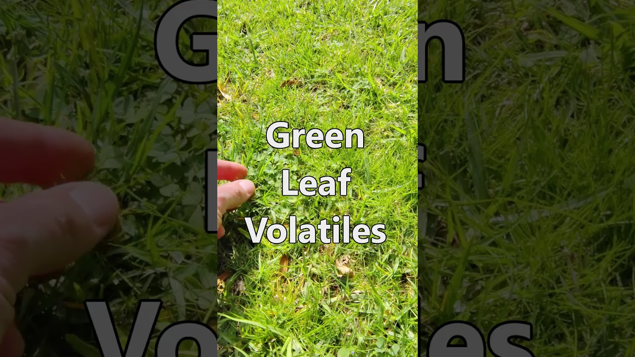 Why Does Cut Grass Smell So Good?