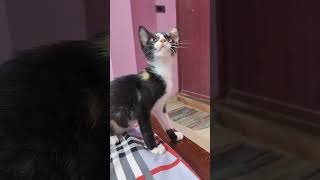 Beautiful Black Cat 🐈‍⬛ #cat #cutecat #catvideos #catlover #kitten #tamil #பூனை #shortsfeed #pets by Cat Paws 72 views 6 months ago 1 minute, 43 seconds
