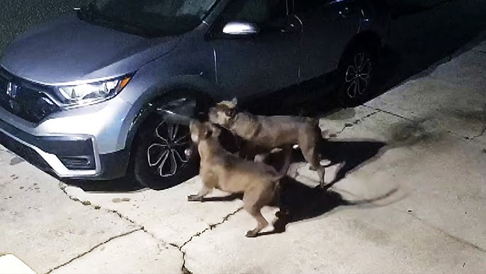 Dogs Cause 3 000 In Car Damage After Trying To Catch Cat