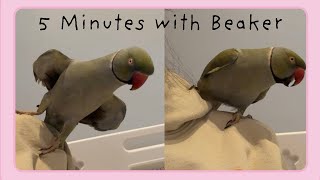 5 Minutes of Beaker: Talking and Dancing