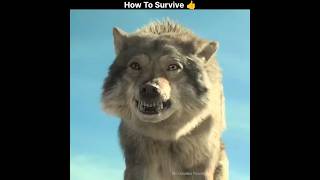 Famous How To Survive A Wolf Attack 👍 Net Worth