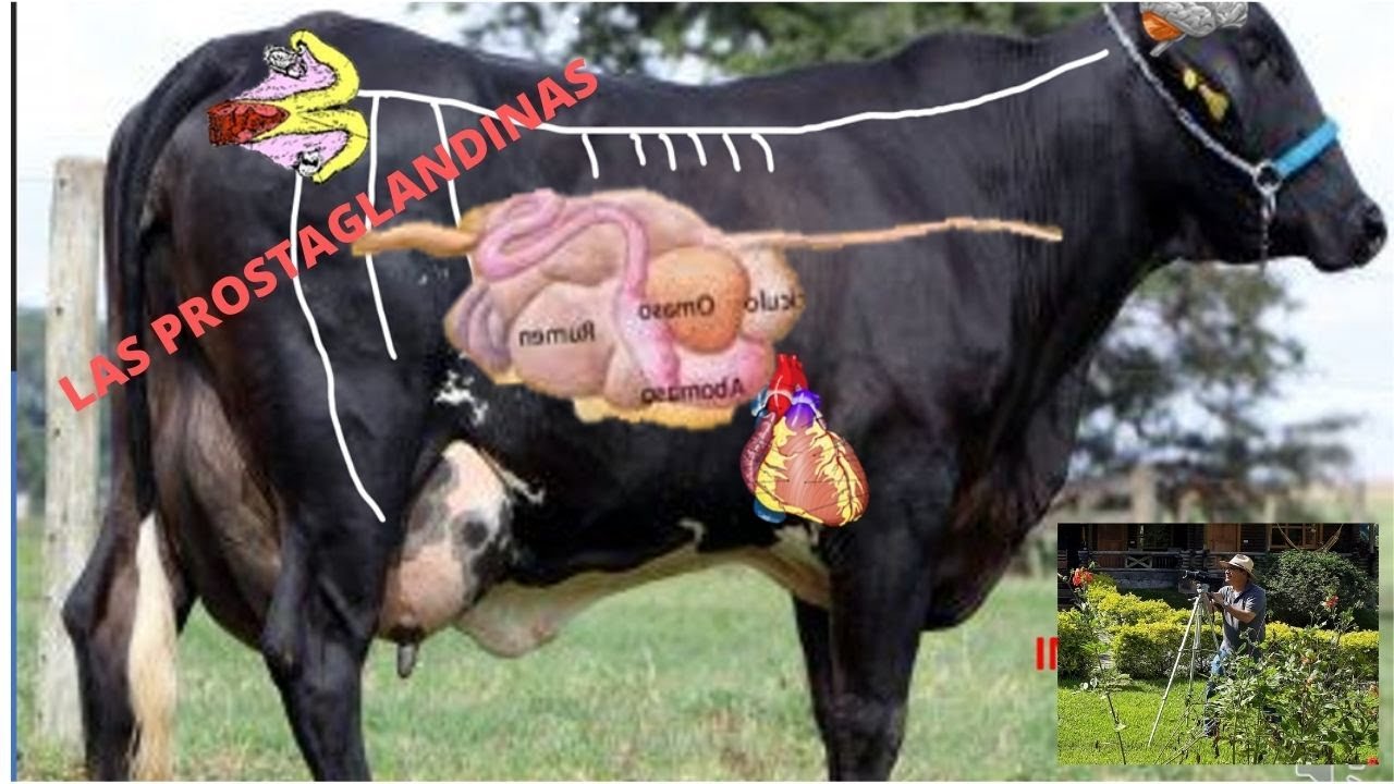 LAS PROSTAGLANDINAS Y SU USO EN VACAS/PROSTAGLANDINS AND THEIR USE IN COWS