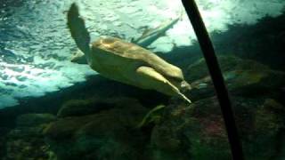 Mall Of America - Underwater Adventure I